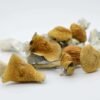 Golden Teacher Magic Mushrooms