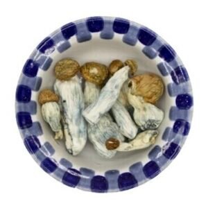 Penis Envy Magic Mushrooms