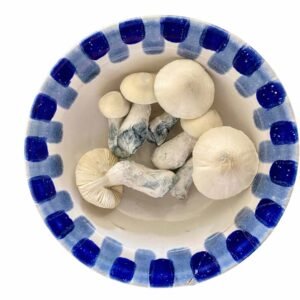 Premium Jack Frost Magic Mushrooms