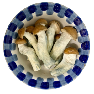 Premium Code Blue Magic Mushrooms