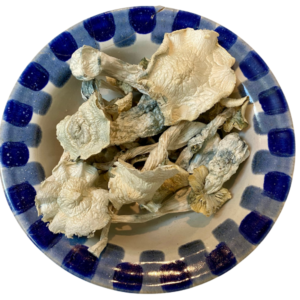 Jack Frost Magic Mushrooms